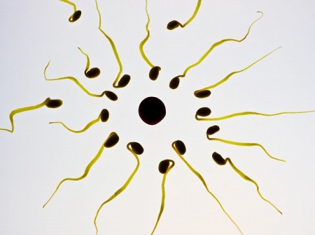 sperm-g407a356b9_640