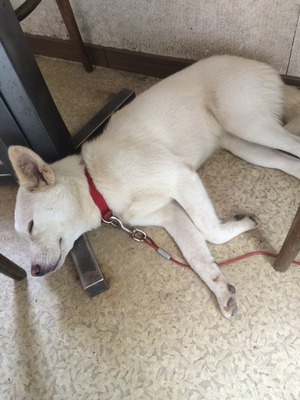 �̿� 2015-05-18 13 30 22