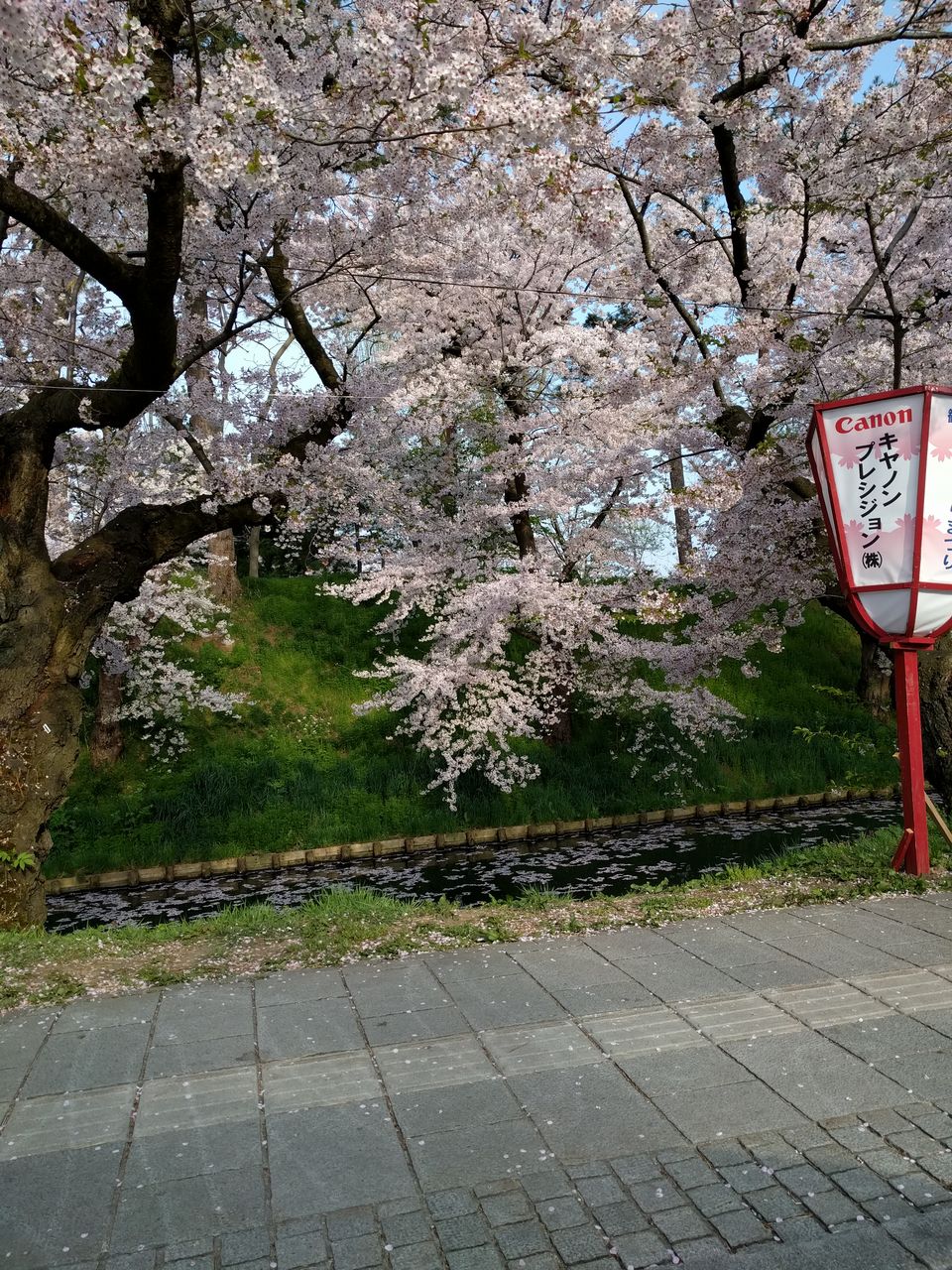ふらいんぐうぃっち 3話感想と聖地 弘前公園桜の様子 痛生活 ふらいんぐうぃっち 3話感想と聖地 弘前公園桜の様子 痛生活