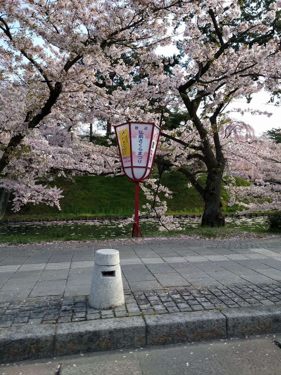 ふらいんぐうぃっち 3話感想と聖地 弘前公園桜の様子 痛生活 ふらいんぐうぃっち 3話感想と聖地 弘前公園桜の様子 痛生活