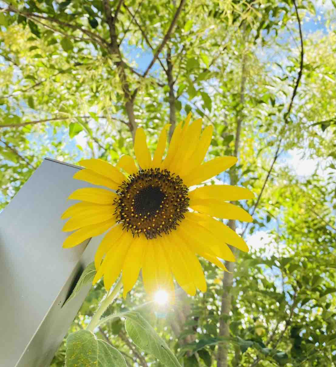 夏の風物詩 功なき者の挑戦 伊丹康治blog 夏の風物詩 功なき者の挑戦 伊丹康治blog