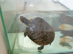 037_西高祭_生物研究部 展示「天神川調査・身の回りの微生物」