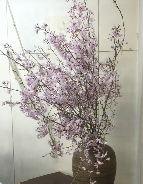 20150408天神川お花見会　花