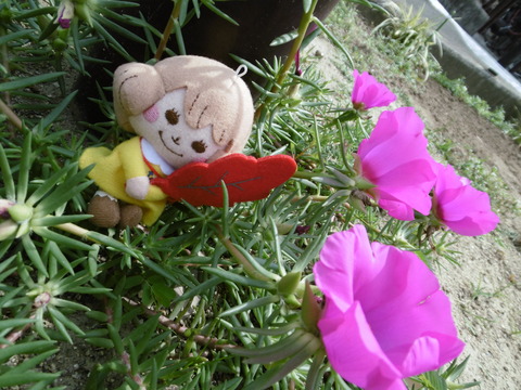 あかはねちゃん