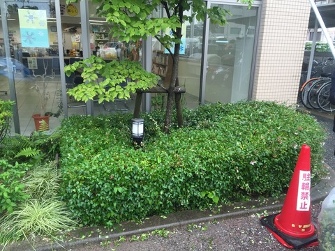 28-6いきプラ剪定 (4)