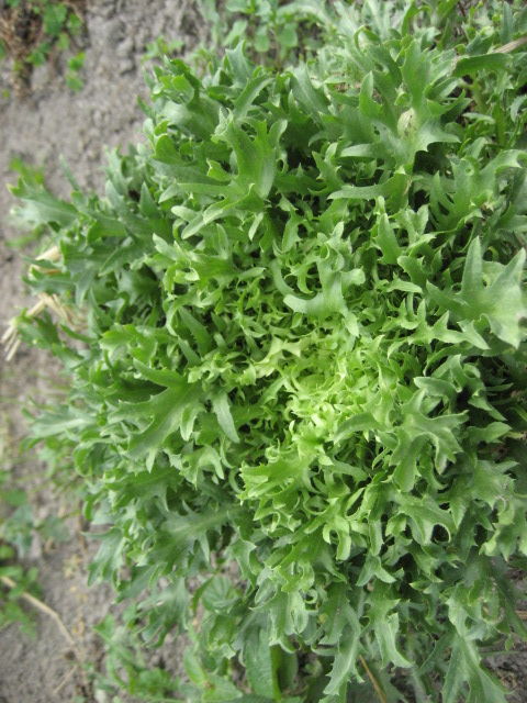 葉物 I Love イタリア野菜 葉物 I Love イタリア野菜