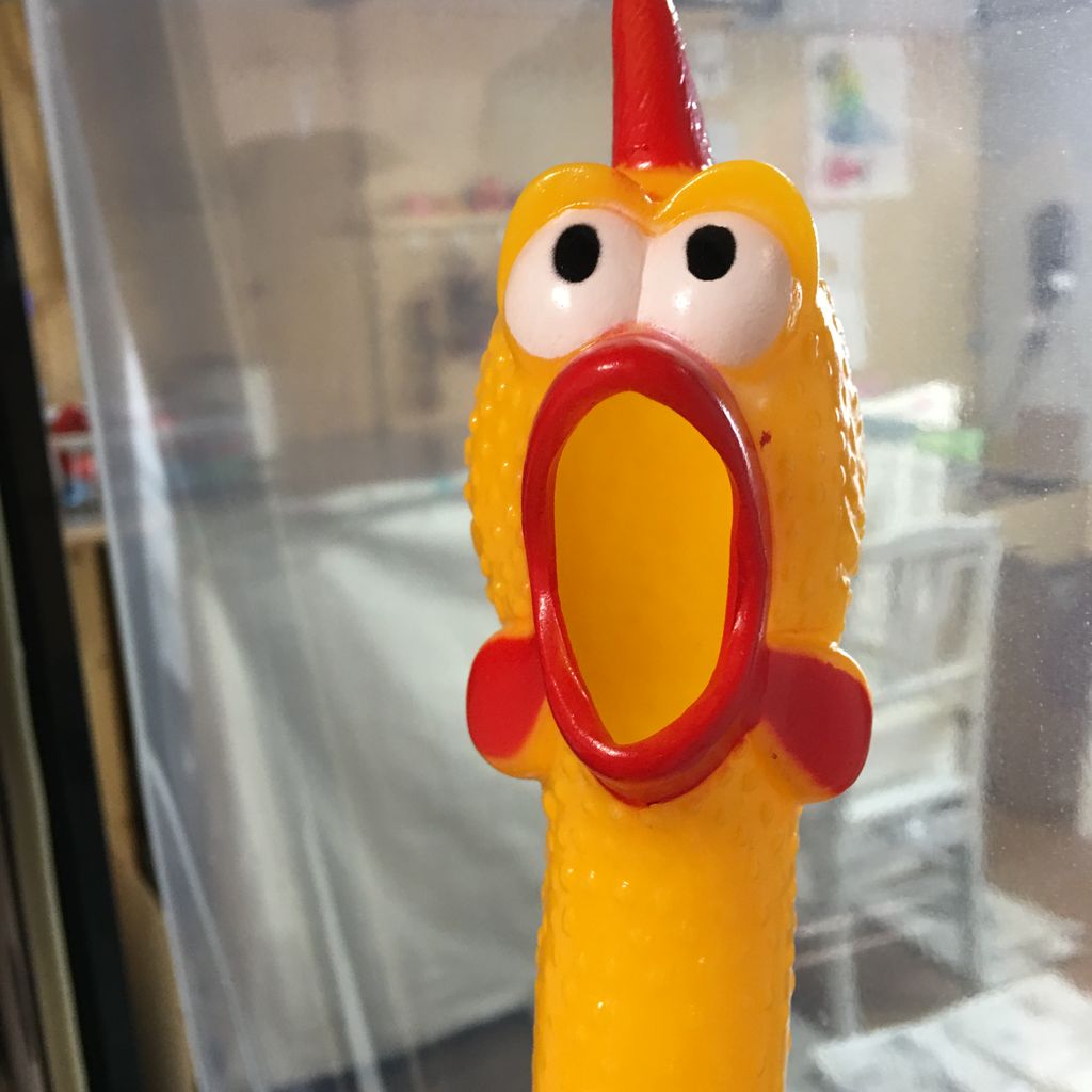 ラバーチキンの現在 閲覧注意 いたずらオウムの生活雑記 ラバーチキンの現在 閲覧注意 いたずらオウムの生活雑記