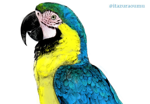 コンゴウインコ　絵画 コンゴウインコオウム赤オウム水彩画アート絵画動物鳥オリジナル