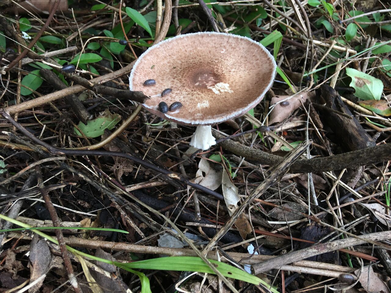 険しい野菜生活 やらかしゴーヤとあやしいキノコ いたずらオウムの生活雑記