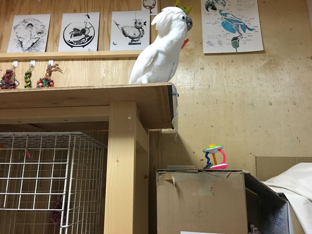 目標達成せず いたずらオウムの生活雑記 目標達成せず いたずらオウムの生活雑記