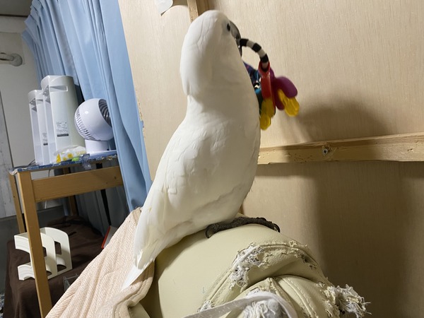 新しいオモチャで壁打ち いたずらオウムの生活雑記