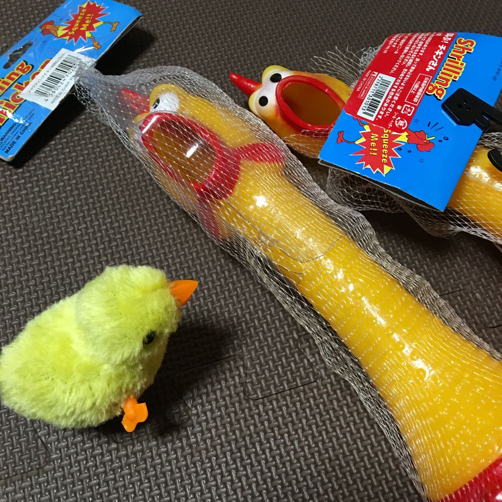 チキンさんいらっしゃいました いたずらオウムの生活雑記 チキンさんいらっしゃいました いたずらオウムの生活雑記