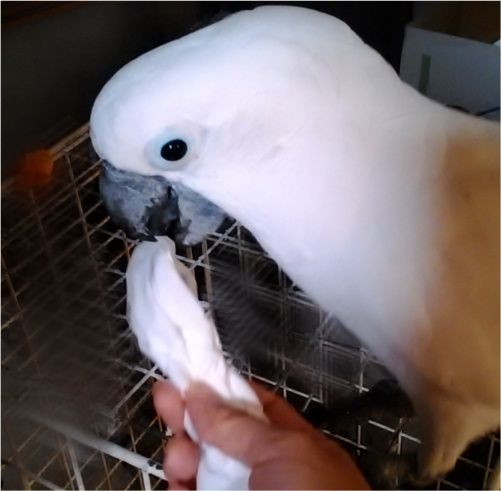 迷い鳥を保護したら 鳥が逃げてしまったら いたずらオウムの生活雑記 迷い鳥を保護したら 鳥が逃げてしまったら いたずらオウムの生活雑記