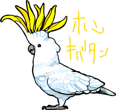 白色バタンホンキバタン