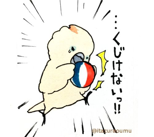 強い心とふんわりオウム3 いたずらオウムの生活雑記