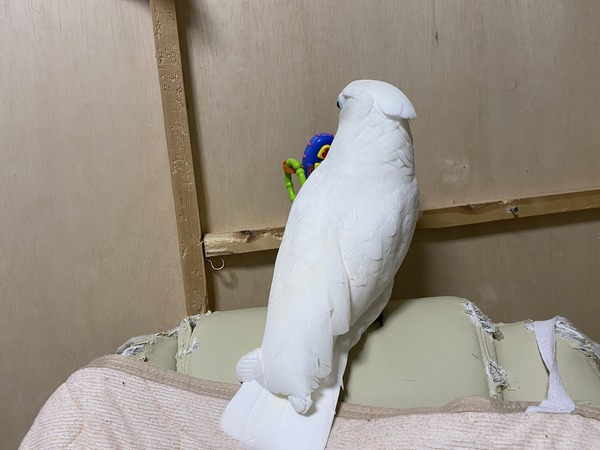 新しいオモチャで壁打ち いたずらオウムの生活雑記