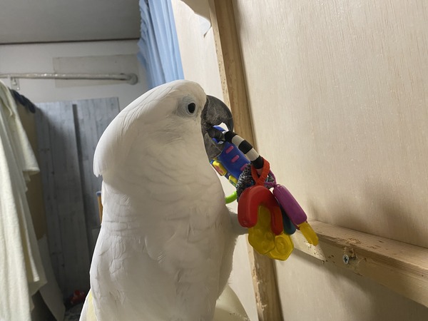 新しいオモチャで壁打ち いたずらオウムの生活雑記