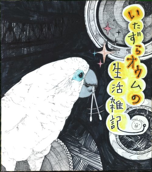 オウムが肩から降りない時は いたずらオウムの生活雑記 オウムが肩から降りない時は いたずらオウムの生活雑記