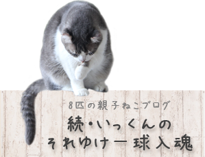 雨もり日記 9 うちら クレーマー扱いですか 空カフェ ゆる猫との暮らし Powered By ライブドアブログ