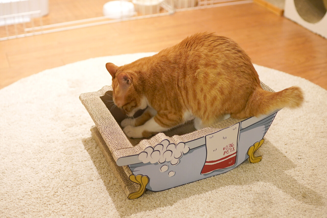 空カフェ ゆる猫との暮らし Powered By ライブドアブログ