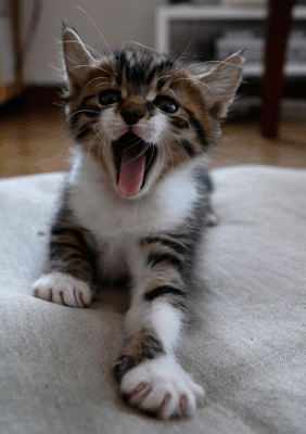 続・いっくんの “それゆけ 一球入魂 ”-まる