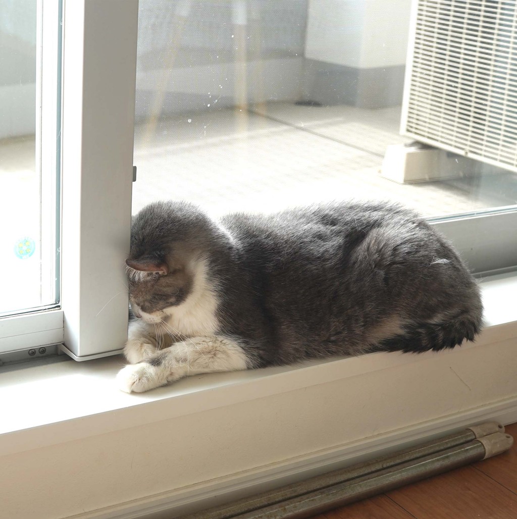 思いふける ねこ 続 いっくんのそれゆけ一球入魂 Powered By ライブドアブログ