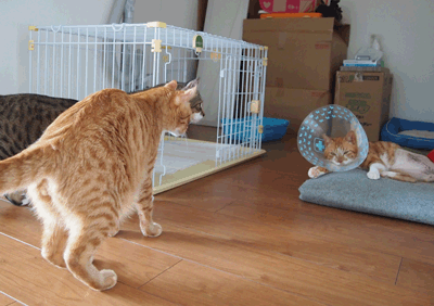 続・いっくんの “それゆけ 一球入魂 ”-1