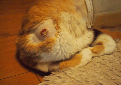 続・いっくんの “それゆけ 一球入魂 ”-5