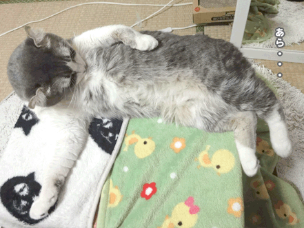 続・いっくんの “それゆけ 一球入魂 ”-ボディ1