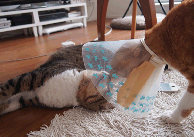 続・いっくんの “それゆけ 一球入魂 ”-3