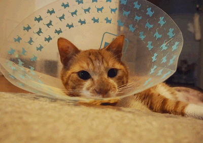 続・いっくんの “それゆけ 一球入魂 ”-アップ