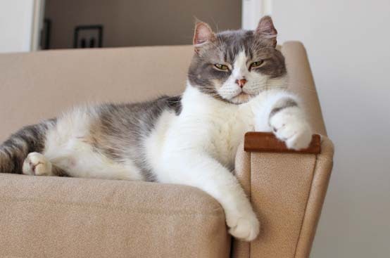 ゴージャスいっくん