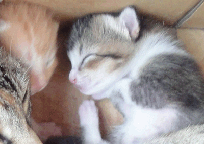 続・いっくんの “それゆけ 一球入魂 ”