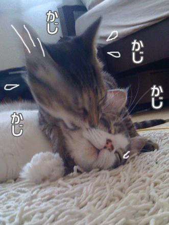 続・いっくんの “それゆけ 一球入魂 ”-なめ３