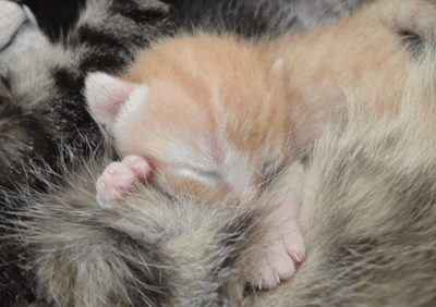 続・いっくんの “それゆけ 一球入魂 ”