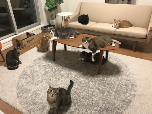 8にゃん全員集合！