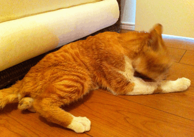 続・いっくんの “それゆけ 一球入魂 ”-カラーなし2