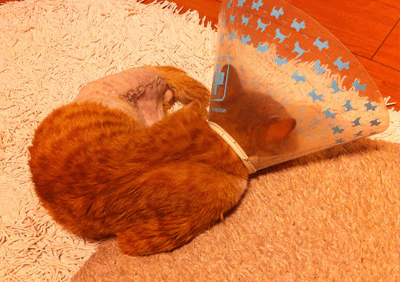 続・いっくんの “それゆけ 一球入魂 ”-サザエ