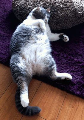 続・いっくんの “それゆけ 一球入魂 ”-いち昼寝