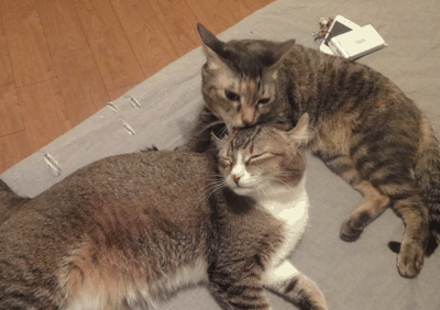 続・いっくんの “それゆけ 一球入魂 ”-うぶ茶ま２