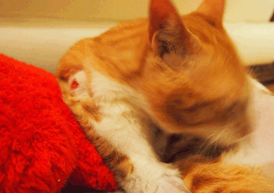 続・いっくんの “それゆけ 一球入魂 ”-6