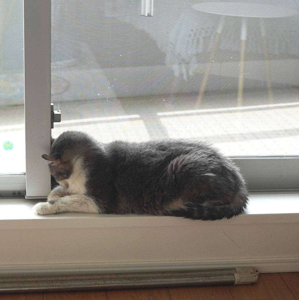 思いふける ねこ 続 いっくんのそれゆけ一球入魂 Powered By ライブドアブログ