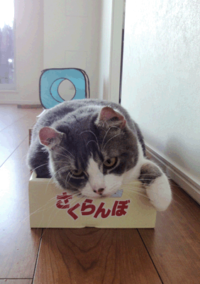 続・いっくんの “それゆけ 一球入魂 ”-いつもの箱6