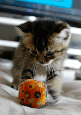 続・いっくんの “それゆけ 一球入魂 ”-つぶ