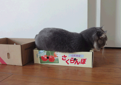 続・いっくんの “それゆけ 一球入魂 ”-いつもの箱5