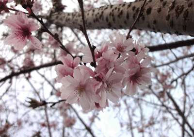 続・いっくんの “それゆけ 一球入魂 ”-桜2