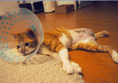 続・いっくんの “それゆけ 一球入魂 ”-ごろね