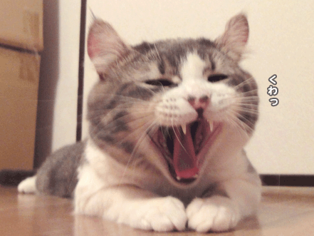 続・いっくんの “それゆけ 一球入魂 ”-首5