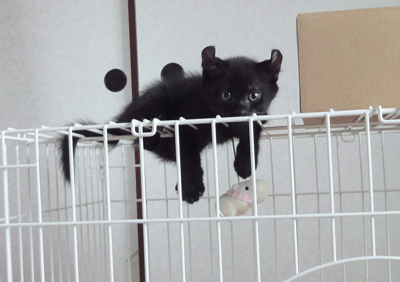 続・いっくんの “それゆけ 一球入魂 ”-ちびもす