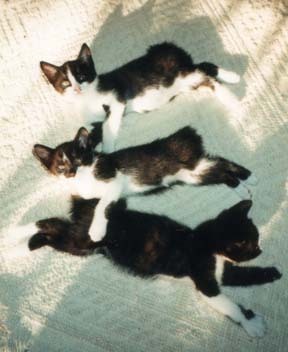 続・いっくんの “それゆけ 一球入魂 ”-ならび2